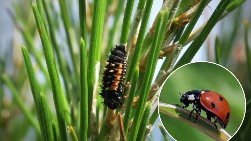 Većina ličinki kukaca je neugledna - evo kako raspoznati štetne od korisnih