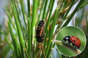 Većina larvi insekata je neugledna - evo kako raspoznati štetne od korisnih