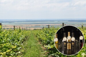 Pobrali medalje: Vina Belje ostvarila najveći uspjeh u povijesti vinarije
