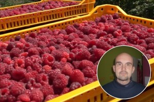 Agroanalitičar Zečević: Očekujemo otkupnu cenu maline od 400 din/kg, sa tendencijom rasta