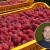 Agroanalitičar Zečević: Očekujemo otkupnu cenu maline od 400 din/kg, sa tendencijom rasta