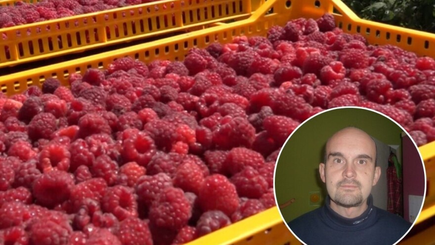 Agroanalitičar Zečević: Očekujemo otkupnu cenu maline od 400 din/kg, sa tendencijom rasta