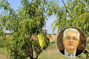 O Petrovu ili zori ili gori