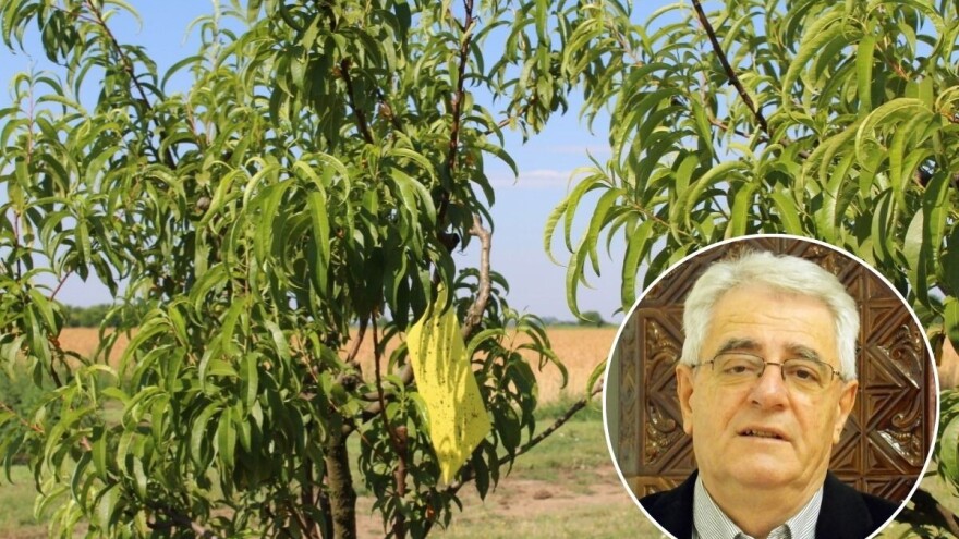 O Petrovu ili zori ili gori