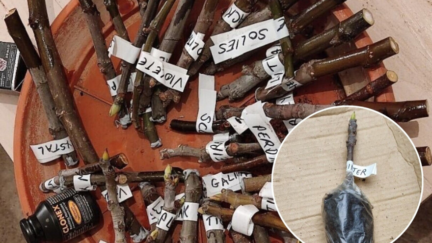 Kako ukorijeniti smokvu u zip vrećici?