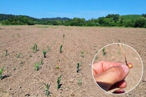 Farmeri USK traže proglašenje elementarne nepogode zbog suše