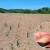 Farmeri USK traže proglašenje elementarne nepogode zbog suše