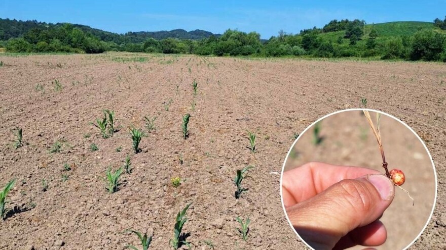 Farmeri USK traže proglašenje elementarne nepogode zbog suše