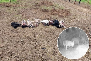 Oko 200 ovaca poklano ove godine u Sapni: Poljoprivrednici snimili vuka?