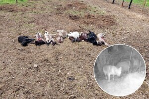 Oko 200 ovaca poklano ove godine u Sapni: Poljoprivrednici snimili vuka?