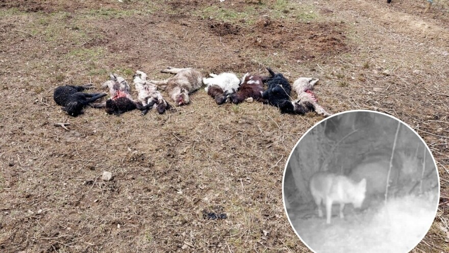 Oko 200 ovaca poklano ove godine u Sapni: Poljoprivrednici snimili vuka?