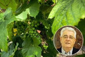 Tko želi vino piti, mora stalno u vinogradu biti