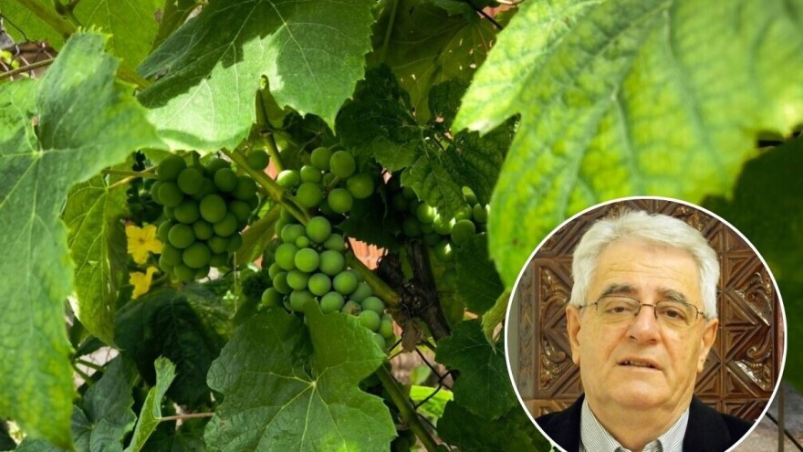 Tko želi vino piti, mora stalno u vinogradu biti