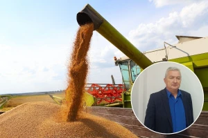 Sramotno niska i neprihvatljiva cena pšenice uoči žetve. Ipak, ima mesta za optimizam