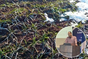 Dobre zalihe vlage i azota u strnim žitima daju nadu - Šta još kažu na 60. savetovanju agronoma?