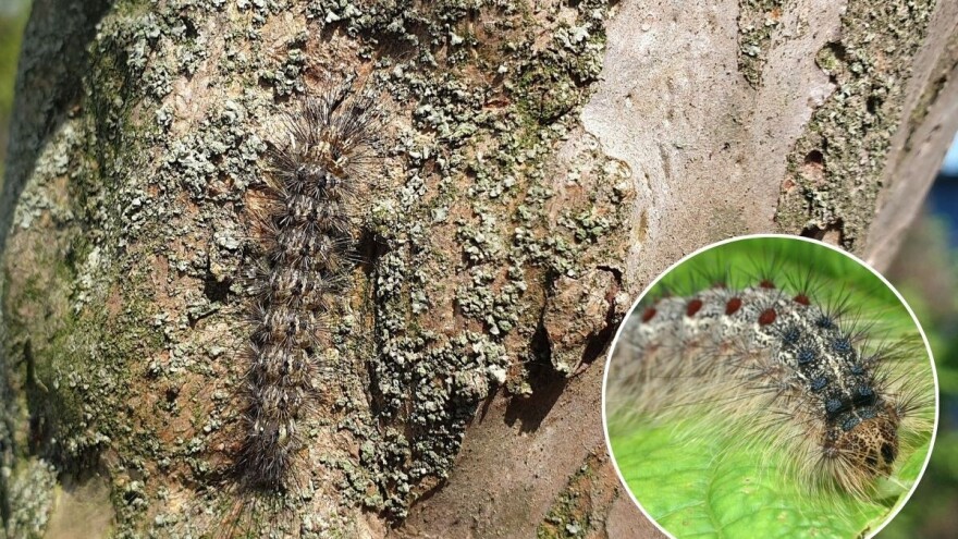 Gusjenice gubara glavonje prijete našim šumama