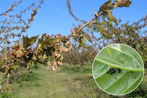 Spriječite na vrijeme napad uši u zasadima trešnje