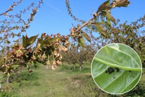 Spriječite na vrijeme napad uši u zasadima trešnje