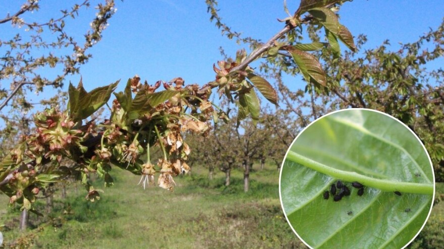 Sprečite na vreme napad vaši u zasadima trešnje