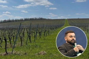 Proljetni mrazevi na Korčuli smrznuli pupove, vinogradari na kontinentu prošli bolje