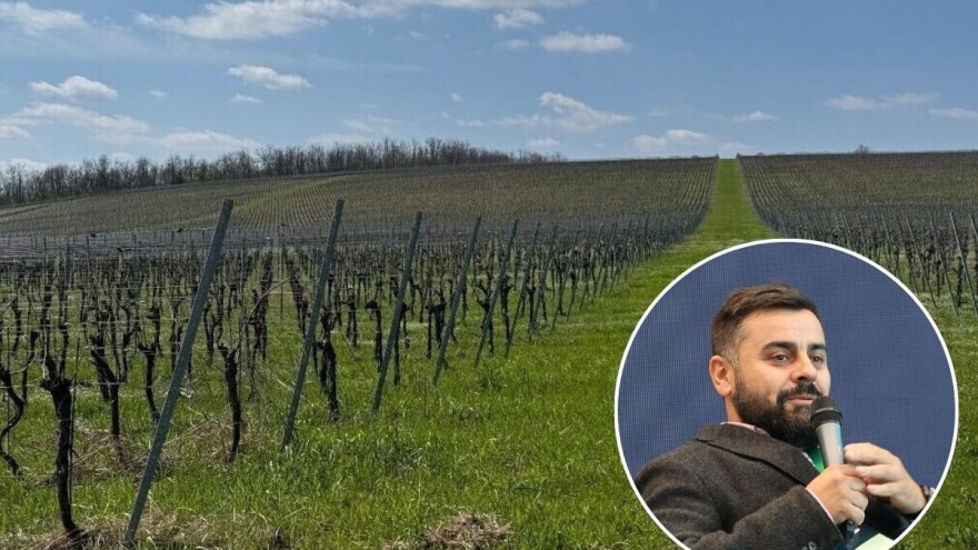 Proljetni mrazevi na Korčuli smrznuli pupove, vinogradari na kontinentu prošli bolje