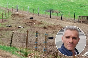 Potresni prozori! Predatori zaklali ovce Fedahije Hrnjića: "Van sebe sam"
