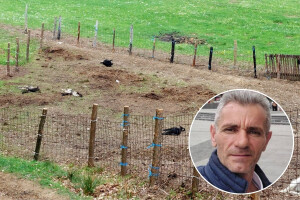 Potresni prozori! Predatori zaklali ovce Fedahije Hrnjića: "Van sebe sam"