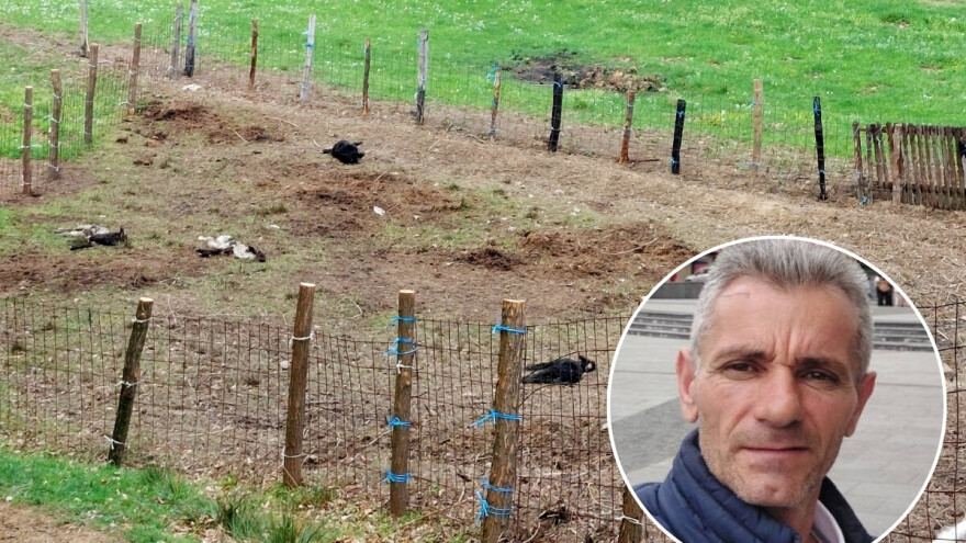 Potresni prozori! Predatori zaklali ovce Fedahije Hrnjića: "Van sebe sam"