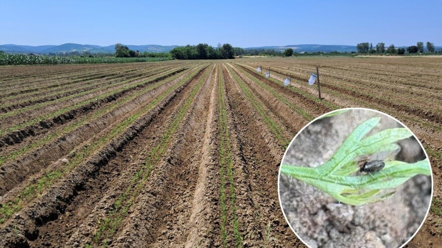 Visoke temperature pogoduju razvoju vaši u usevima mrkve. Šta preduzeti?