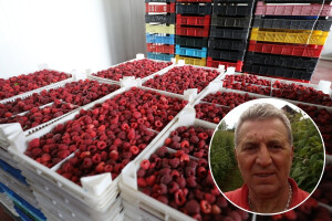 Završili sezonu, ali ne i naplatu: "Malinjak do malinjaka – jednom 6, drugom 8,50 KM/kg"