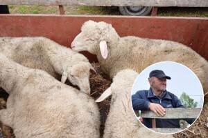 Zoran drži virtemberg ovce, a izazova je mnogo: Računica slaba, opasnost i od vukova