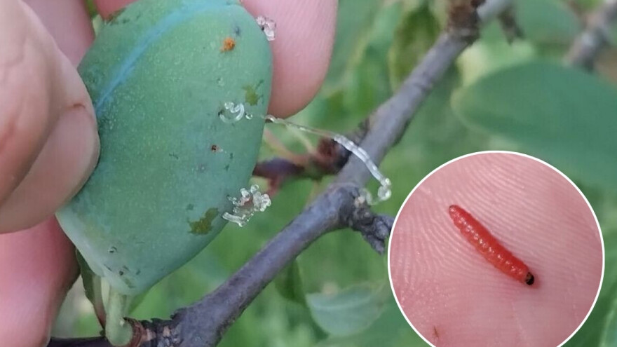 Uočen napad šljivinog savijača. Kako reagovati?