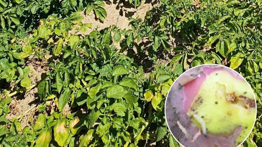 Kako zaštiti rane, srednje, a kako kasne sorte od krompirovog moljca?