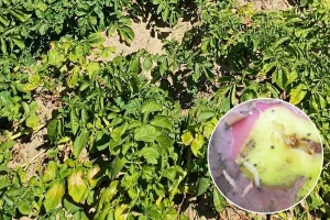 Povećana brojnost krompirovog moljca. Kako zaštiti rane, srednje, a kako kasne sorte?