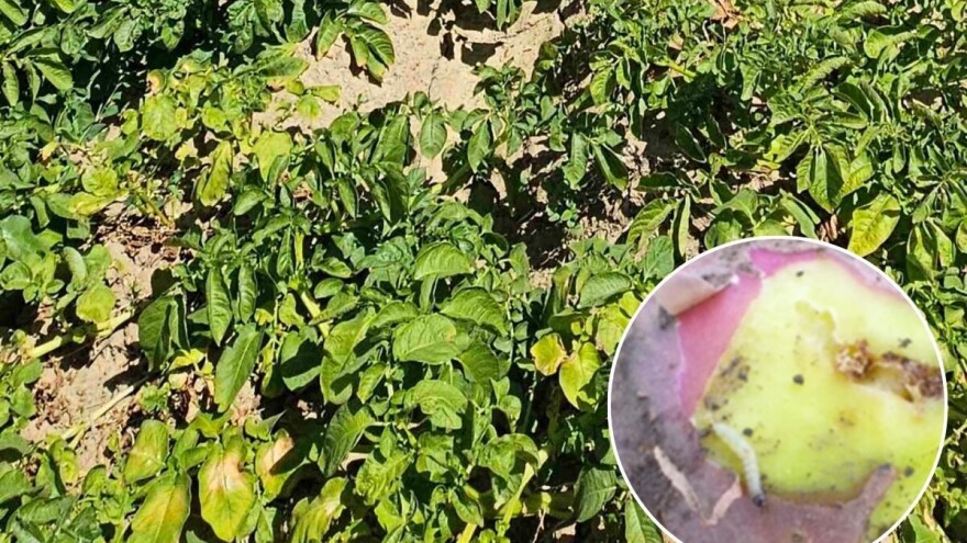 Povećana brojnost krompirovog moljca. Kako zaštiti rane, srednje, a kako kasne sorte?