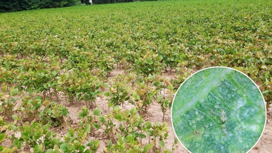 Žućkaste štetočine, gotovo nevidljivi golim okom, prave štete u soji