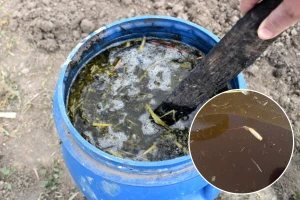 Koliko, prije prskanja, treba držati korovske trave u vodi?
