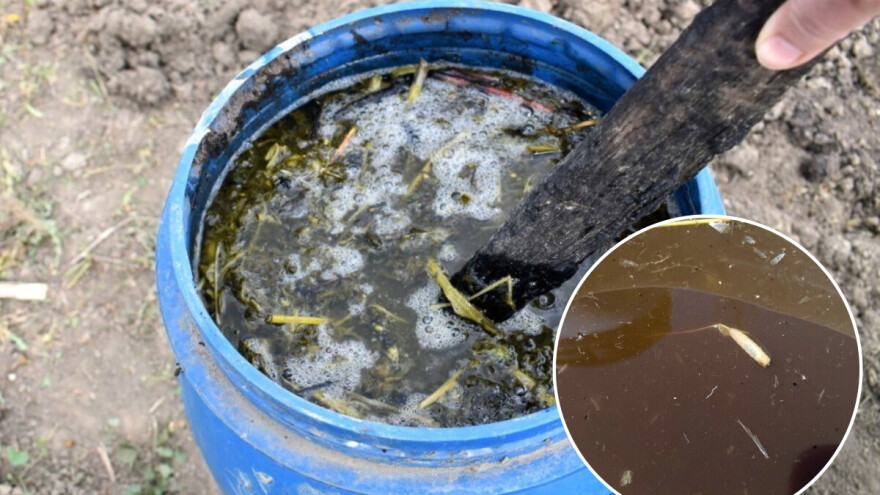 Koliko, prije prskanja, treba držati korovske trave u vodi?