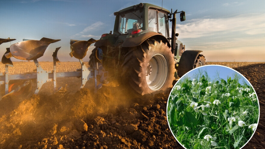 Setva ozimog graška: Praksa koja se više isplati?