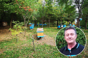 Bosanska matica s Majevice: Pčelari pokreću projekt očuvanja autohtonog soja