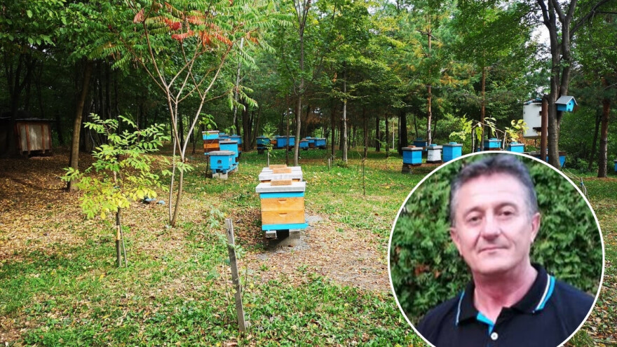 Bosanska matica s Majevice: Pčelari pokreću projekt očuvanja autohtonog soja