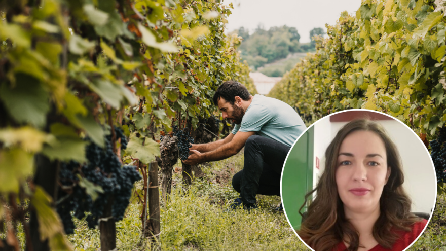 Na natječaju odbijen mladi školovani istarski vinar obrtnik jer mu je osnovna djelatnost "proizvodnja vina"