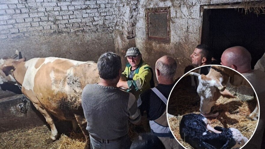 Prisustvovali smo: Kod domaćina Gradiše Stojanovića krava Maza donela na svet Ognjenu!