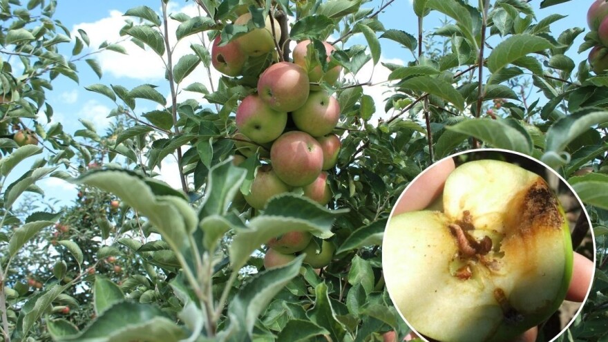 Kako pred berbu zaštiti jabuke od skladišnih bolesti?