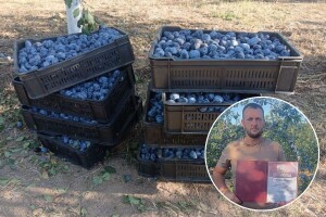 Mladen Stojanović iz Blaca: "Kod mene je šljiva rodila i prerodila"