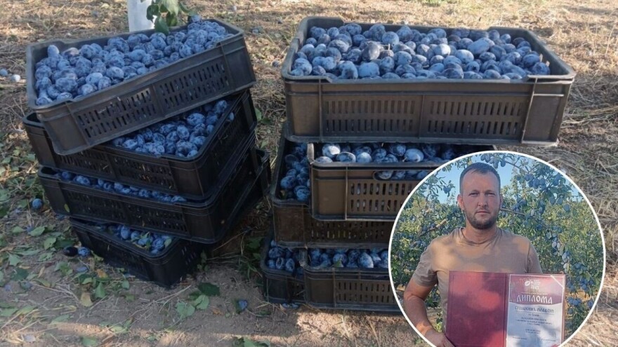 Mladen Stojanović iz Blaca: "Kod mene je šljiva rodila i prerodila"