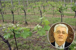 Nadate se Suncu? Hladan drugi tjedan usporit će nicanje i klijanje posijanog sjemena