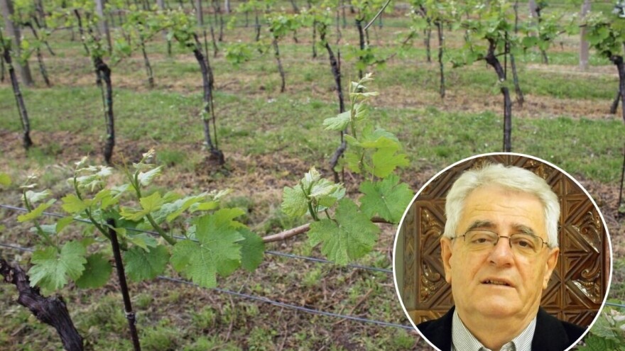 Nadate se Suncu? Hladan drugi tjedan usporit će nicanje i klijanje posijanog sjemena