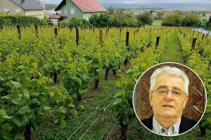 "Suhi juni lagve puni" pa neka i ostane tako