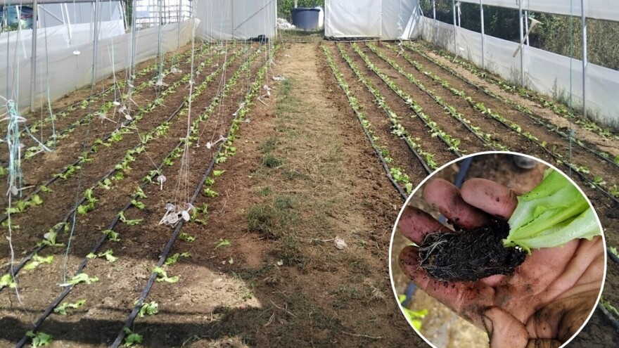 Salata je kraljica jeseni: Kako je posaditi?